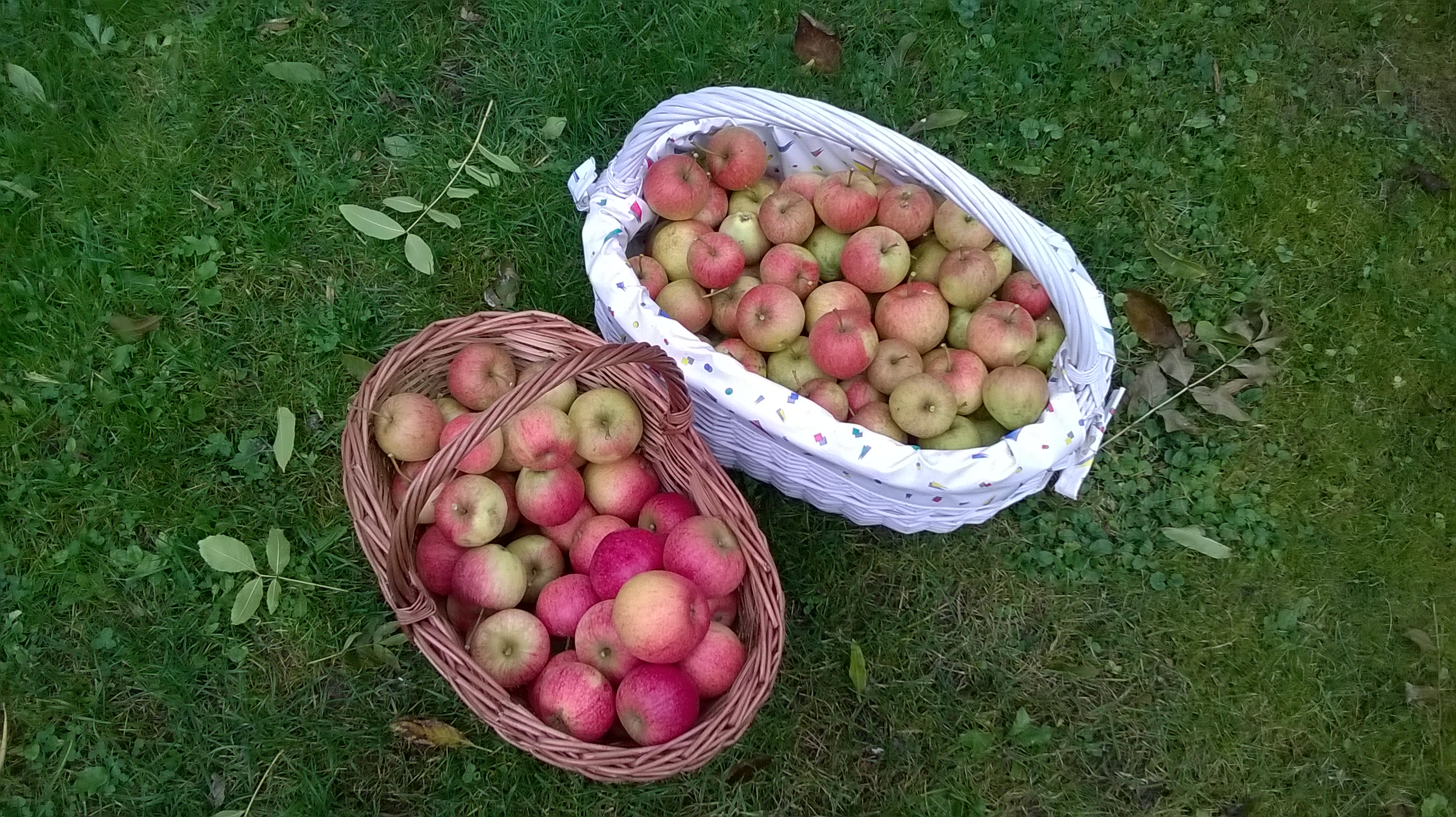 Äpfel, Ernte, Altes Land, Herbst, Seele, Genuss, Freude