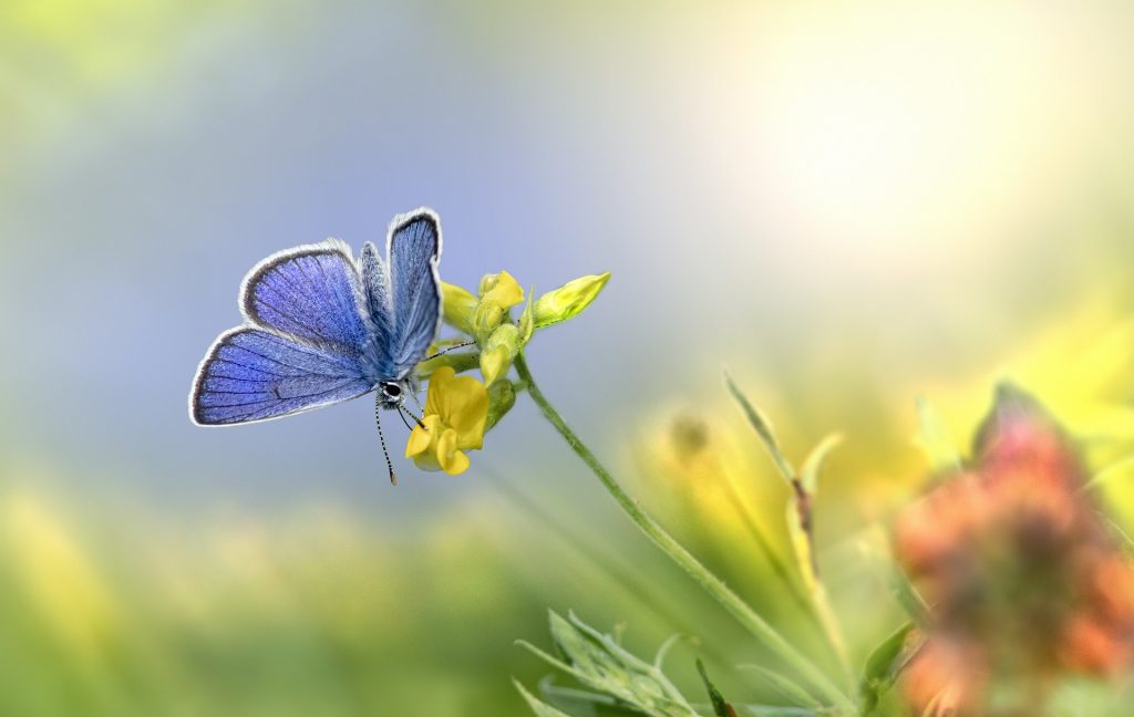 Mazarine Blue Butterfly, Foto von Erik Karits auf Pixabay